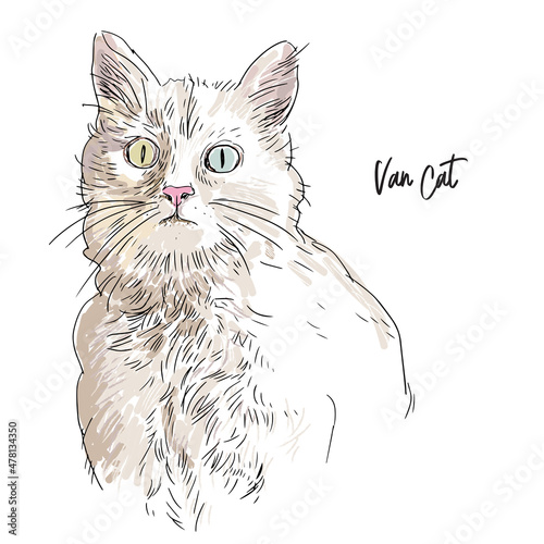 white cat
