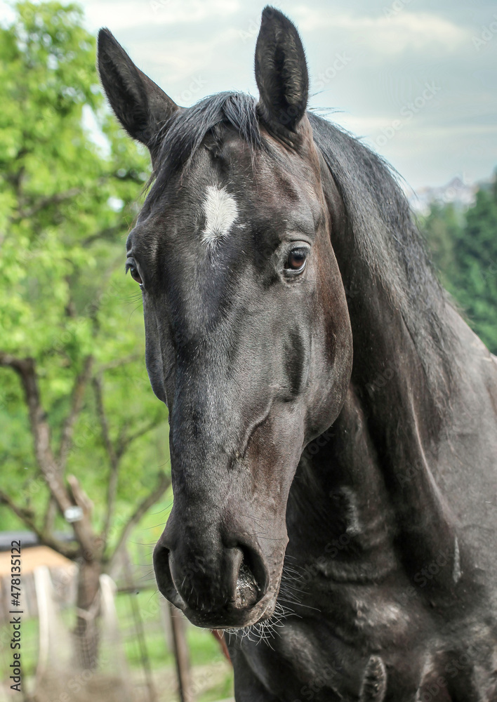 Fototapeta premium Head portrait of a black nonius warmblood gelding