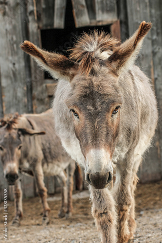 Portrait of a grey donkey walking straight to the camera © Annabell Gsödl