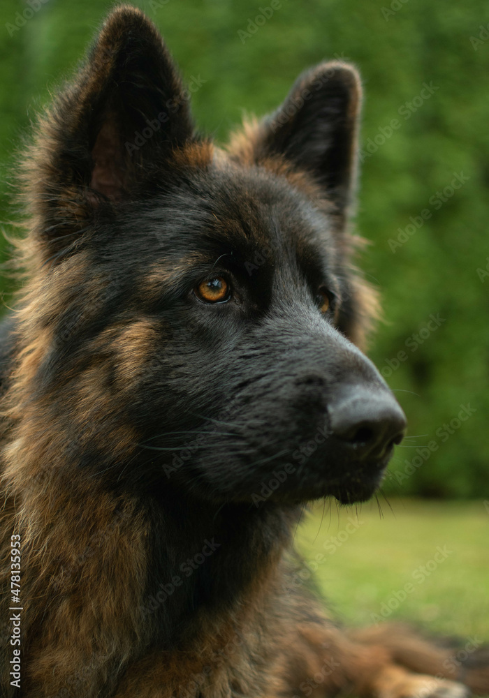 portrait of a dog portrait of a dog
