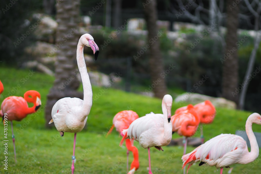 A group of flamindos standing on grass, blurred background A group of flamindos standing on grass, blurred background