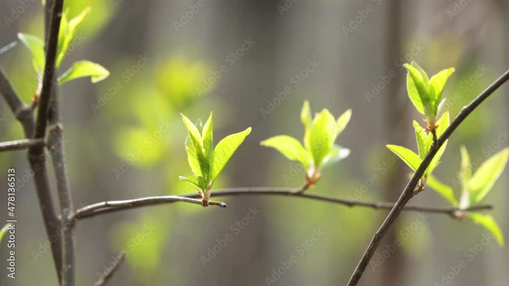 Fresh Bird cherry tree, Prunus padus leaves on spring day in Estonia. Fresh Bird cherry tree, Prunus padus leaves on spring day in Estonia.