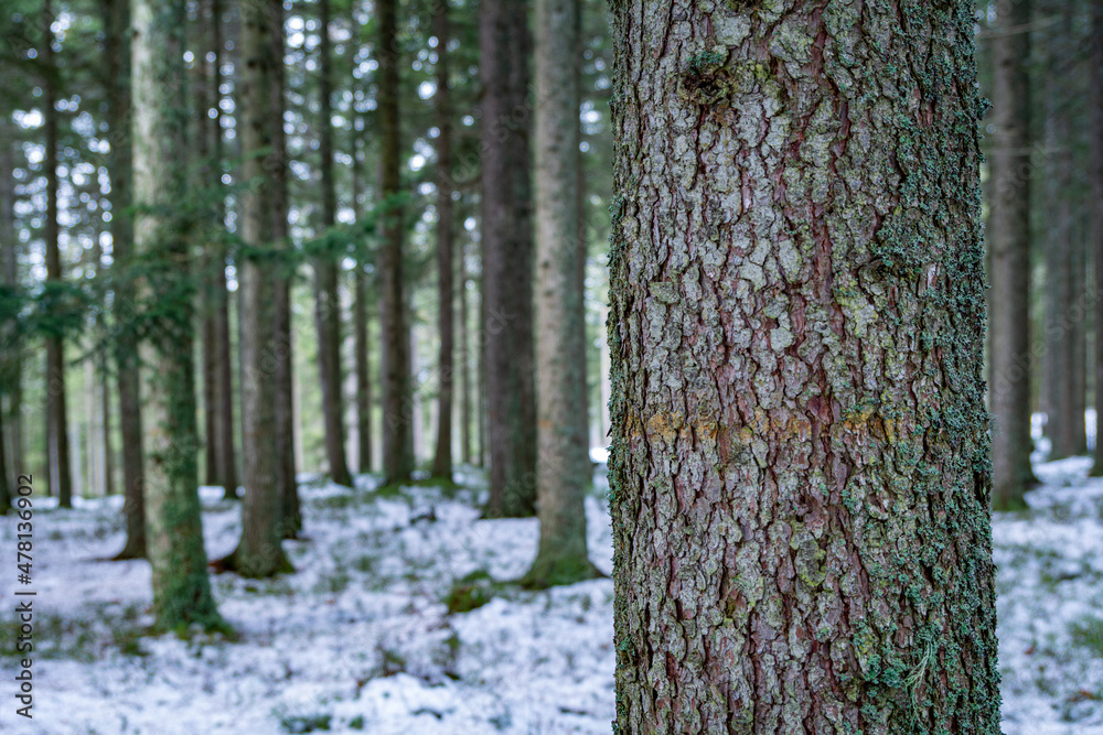 Close up of a tree trunk in a winter forest with copy space