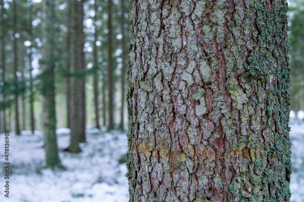 Obraz premium Close up of a tree trunk in a winter forest with copy space