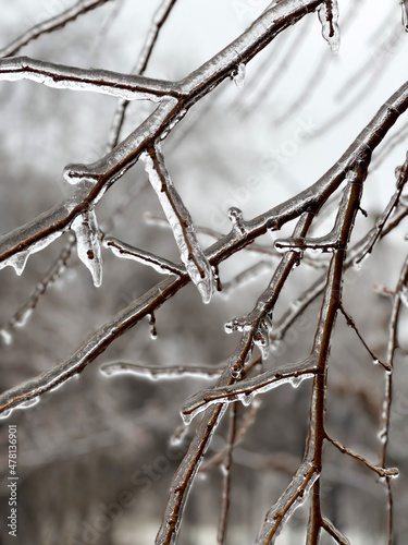 Tree branches in ice glaze. Branches covered with ice