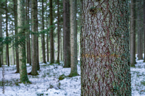 Obraz na płótnie Close up of a tree trunk in a winter forest with copy space w salonie