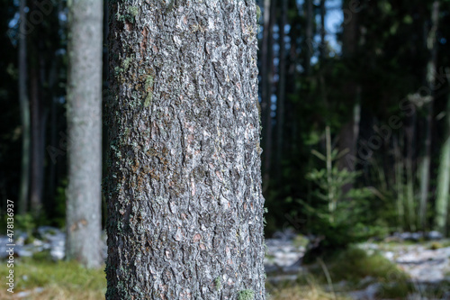 Close up of a tree trunk in a winter forest with copy space