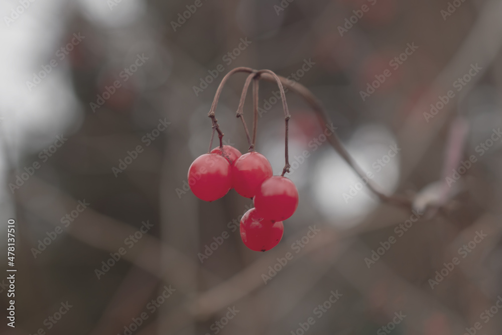 red berries on a branch in winter red berries on a branch in winter