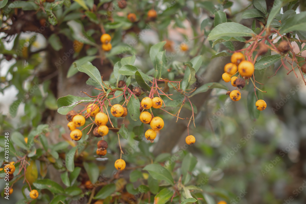 buckthorn berries on a bush in late autumn buckthorn berries on a bush in late autumn