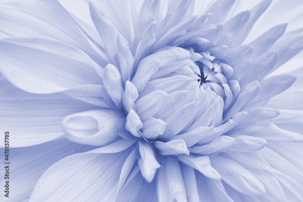 Obraz premium Dahlia bloom. Flower petals close-up. Light vegetal background. Pale blue tinted wallpaper. Plant backdrop. Macro