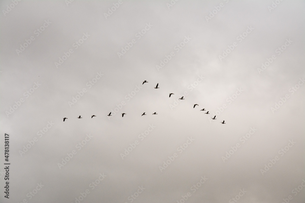 vögel im formationsflug vögel im formationsflug