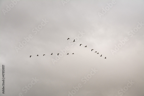 vögel im formationsflug