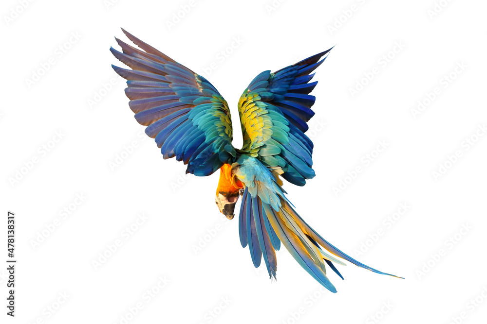 Catalina parrot flying isolated on white