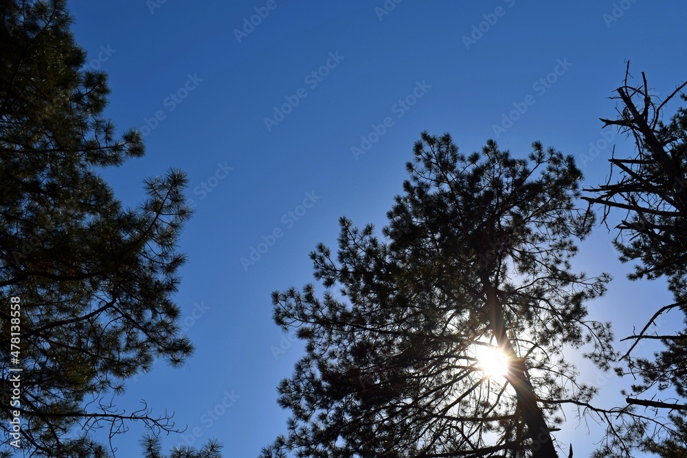 sunset in the forest