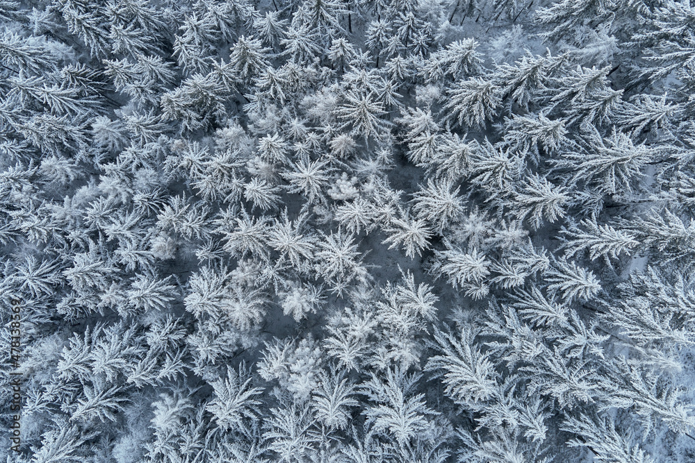 Beautiful winter forest, aerial view. Aerial view of snowy pine trees in mountains. Natural landscape Beautiful winter forest, aerial view. Aerial view of snowy pine trees in mountains. Natural landscape