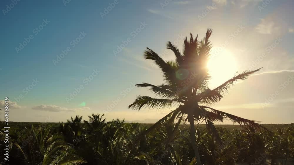 Palm trees against a beautiful blue sky. Palm trees at sunset light. Coconut palm trees, beautiful tropical background. Vibrant colors moving with wind palm trees summertime beach sunset.