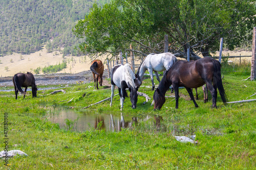 a gray and brown horse standing on a green meadow with its head turned, a river and mountains are visible in the background. Horse in the pasture