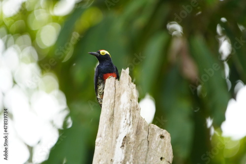 The yellow-tufted woodpecker (Melanerpes cruentatus) is a species of woodpecker. Picidae family. Amazon rainforest, Brazil. photo