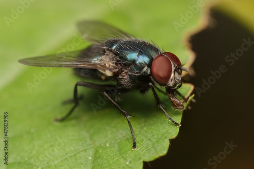 Colored Housefly on a leaf © Tomas