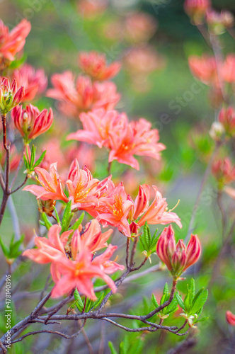 Branch of red azalea flowers with soft focus. Rhododendron is a flowering evergreen shrub