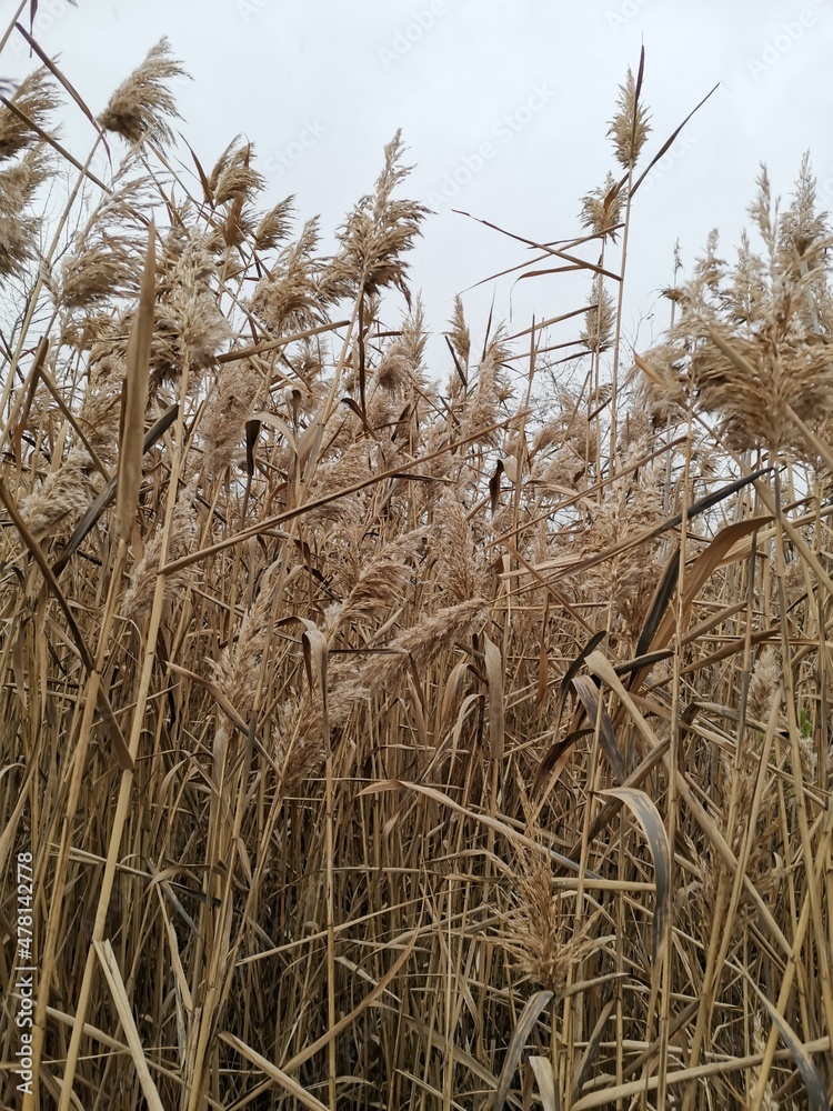Fototapeta premium field, wheat, sky, nature, grass, agriculture, plant, blue, summer, grain, cereal, harvest, crop, farm, landscape, natural, rural, yellow, grow, golden, dry, food, growth, ripe, seed