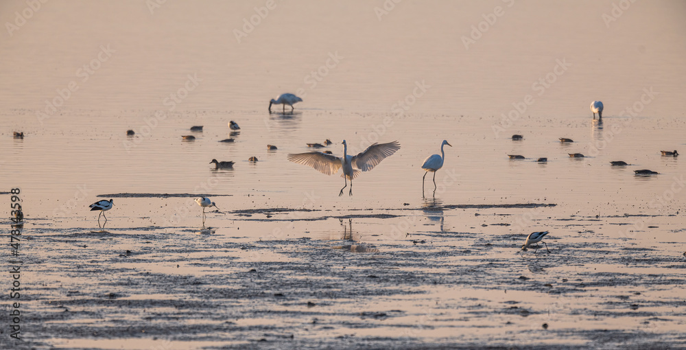 flock of birds on the beach