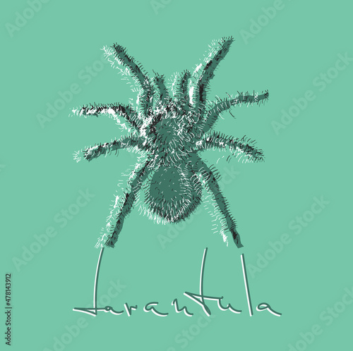 Tarantula spider. Hand drawn illustration.
