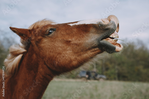 nature fields horses mammal animals landscape unaltered