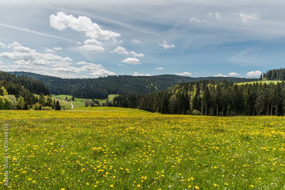 Hügelige Landschaft mit Blumenwiese im Jostal im Schwarzwald, Baden-Württemberg, Deutschland