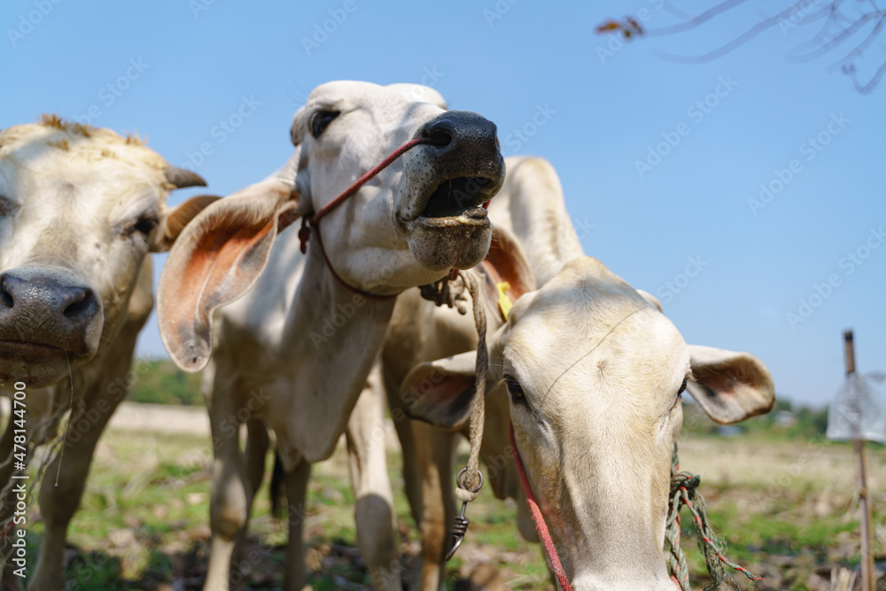 Obraz premium close up shot of cow head