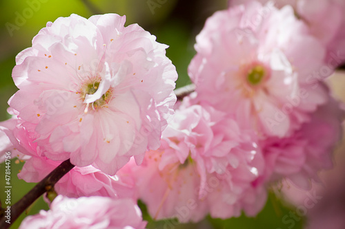 flowering almond bush with pink flowers close up