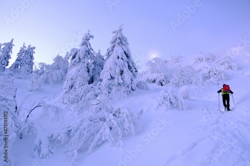 Mountains Babia Gora massif in winter scenery with snowy trees at sunrise light. Silhouette of tourist climbing to Brona Pass. Diablak, Beskid Zywiecki, Poland photo