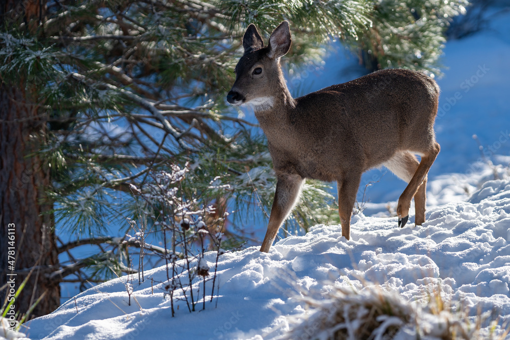 Fototapeta premium White-tailed Deer in Snow