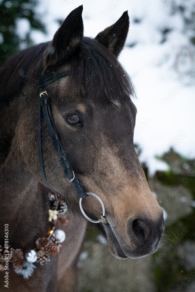 Obraz premium Braune Stute