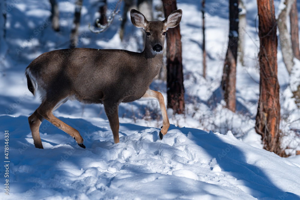White-tailed Deer in Snow White-tailed Deer in Snow