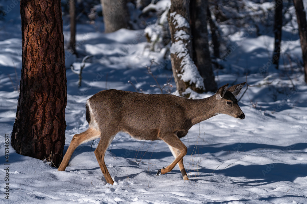 White-tailed Deer in Snow
