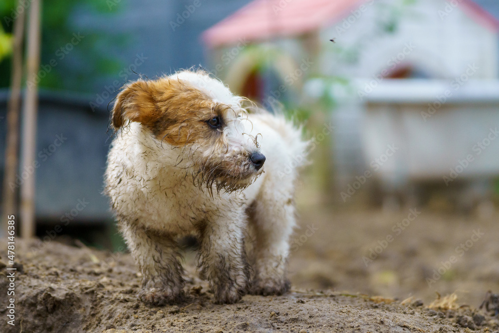 Little funny and cheerful dog dirty from the mud Little funny and cheerful dog dirty from the mud