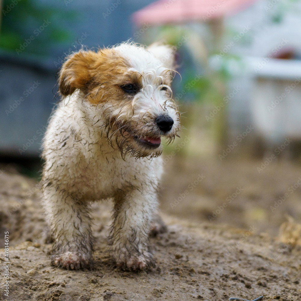 Little funny and cheerful dog dirty from the mud