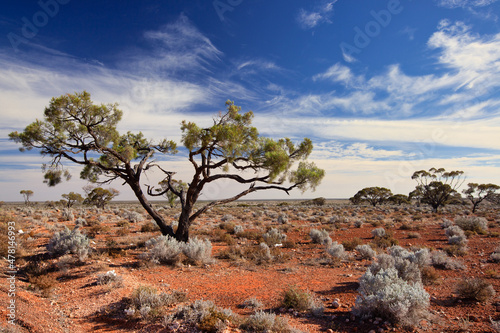 Sunlit Australian outback landscape with trees, shrubs and spinefex growing in subsoil of red stony soil against blue sky with veil clouds photo
