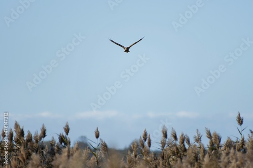 Busard des roseaux survolant les marais photo