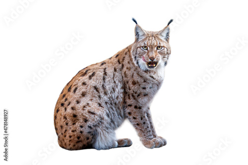 Lynx isolated on white background. Eurasian lynx, Lynx lynx, sits on rock on forest meadow. Beautiful bobcat in winter season. Cute wild big cat licks on its nose. Wildlife nature habitat. photo