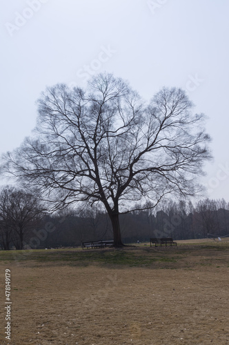 Zelkova in Expo '70 Commemorative Park, Suita City, Osaka Prefecture.