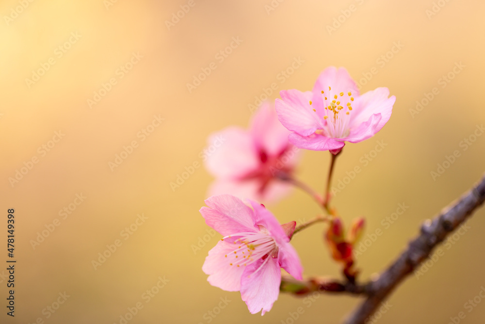 Obraz premium 春の訪れを感じる美しい河津桜