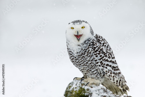 Snowy owl, Bubo scandiacus, perched in snow during snowfall. Arctic owl with open beak while hooting song. Beautiful white polar bird with yellow eyes. Winter in wild nature habitat.