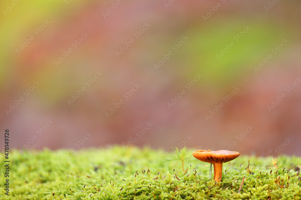the lonely mushroom the lonely mushroom