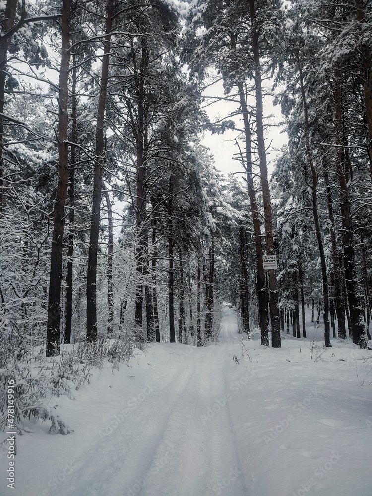 Obraz premium winter forest