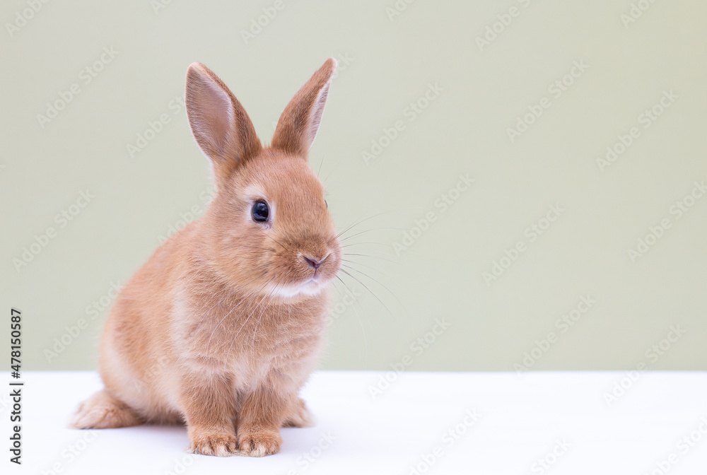 Red bunny rabbit portrait on background Red bunny rabbit portrait on background