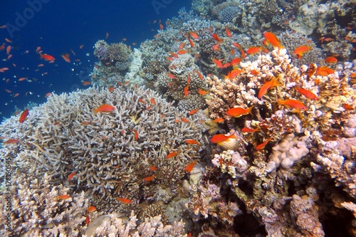 Fototapeta Naklejka Na Ścianę i Meble -  red sea coral reef and fish