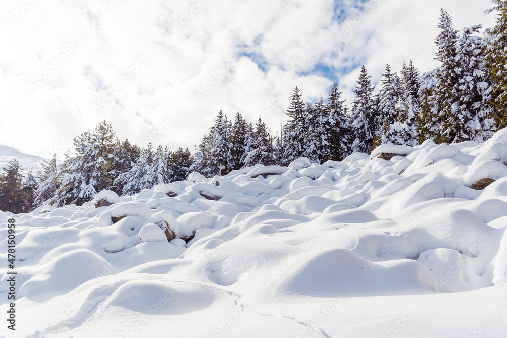 Beautiful Pine Trees  Covered with Snow in the Winter Mountain . Winter Landscape .Vitosha Mountain, Bulgaria 