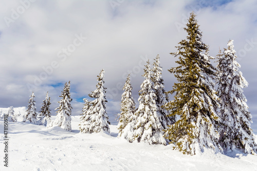 Beautiful Pine Trees Covered with Snow in the Winter Mountain . Winter Landscape .Vitosha Mountain, Bulgaria 